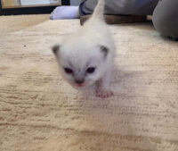 Available Ragdoll Kittens California