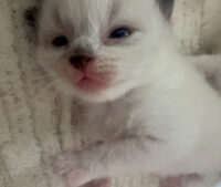 Available Ragdoll Kittens California
