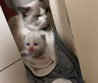 Available Ragdoll Kittens California