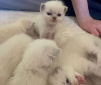 Available Ragdoll Kittens California