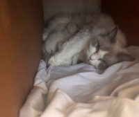 Available Ragdoll Kittens California