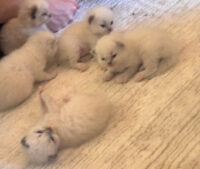 Available Ragdoll Kittens California