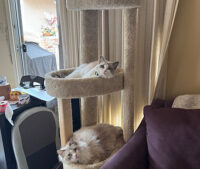 Available Ragdoll Kittens California