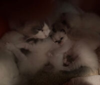 Available Ragdoll Kittens California