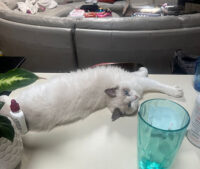 Available Ragdoll Kittens California