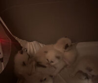 Available Ragdoll Kittens California