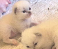 Available Ragdoll Kittens California