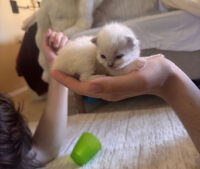 Available Ragdoll Kittens California