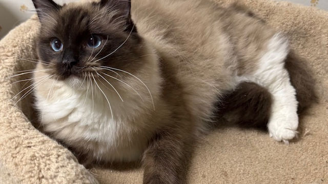 Available Ragdoll Kittens California