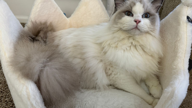 Available Ragdoll Kittens California