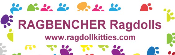 Available Ragdoll Kittens California