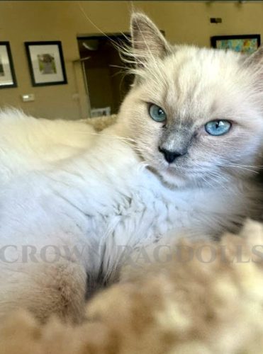 Available Ragdoll Kittens California