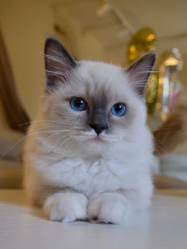 Willow-Reserved
